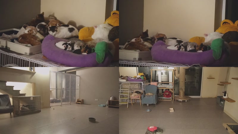 【2026-01-08 05点场】喵放送：喵放送☀️喵呜~