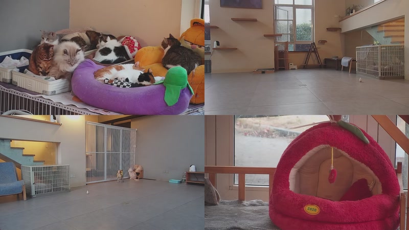 【2026-01-08 17点场】喵放送：喵放送☀️喵呜~