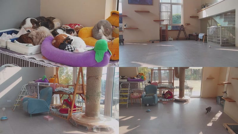 【2026-01-08 13点场】喵放送：喵放送☀️喵呜~