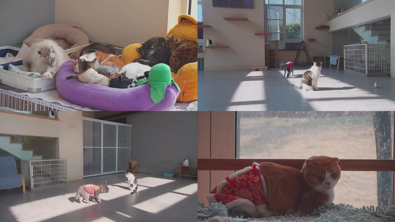 【2026-01-09 11点场】喵放送：喵放送☀️喵呜~