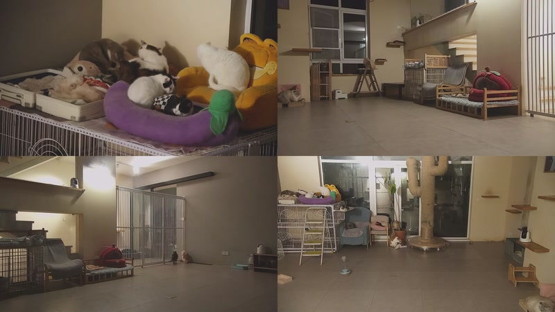 【2026-01-09 19点场】喵放送：喵放送☀️喵呜~