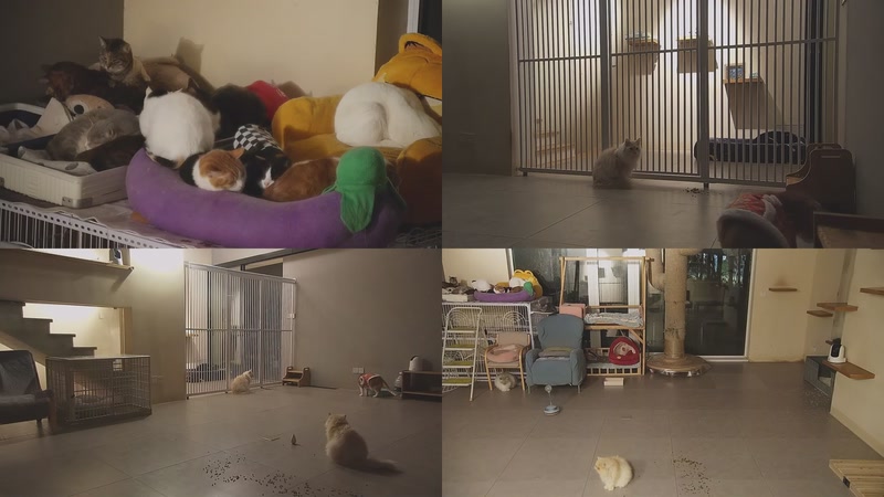 【2026-01-08 23点场】喵放送：喵放送☀️喵呜~