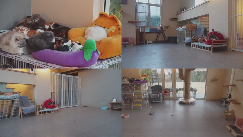 【2026-01-09 17点场】喵放送：喵放送☀️喵呜~