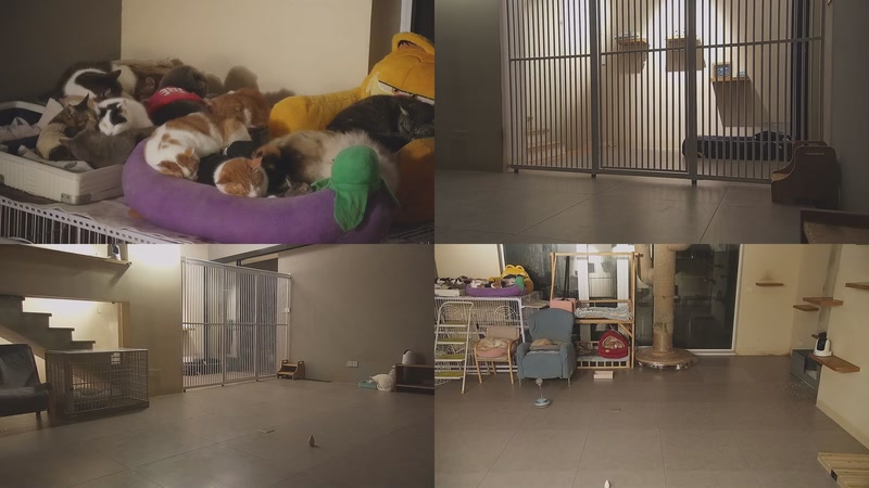 【2026-01-09 03点场】喵放送：喵放送☀️喵呜~