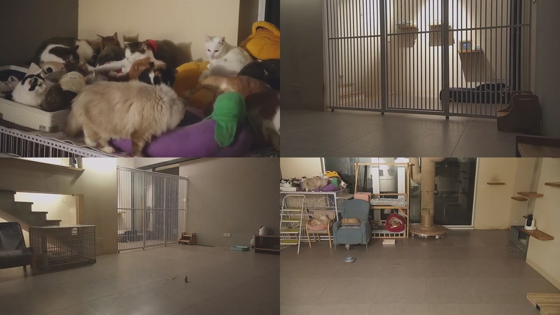 【2026-01-09 01点场】喵放送：喵放送☀️喵呜~