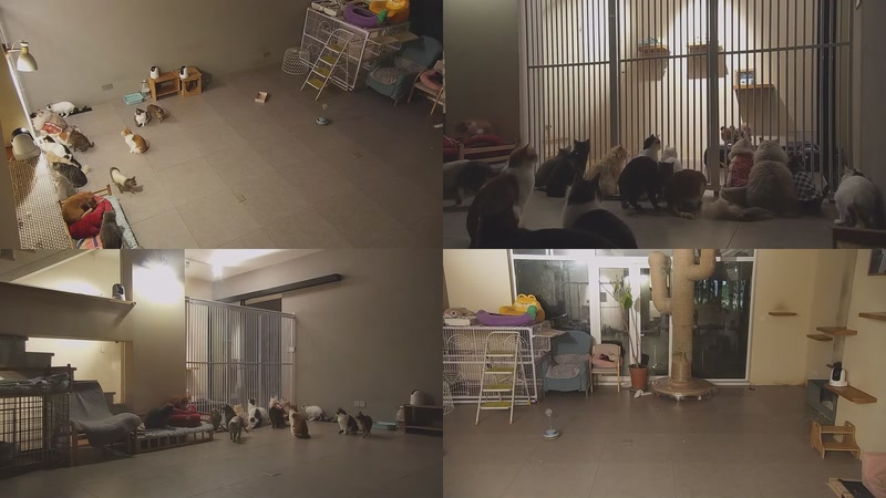 【2026-01-09 21点场】喵放送：喵放送☀️喵呜~