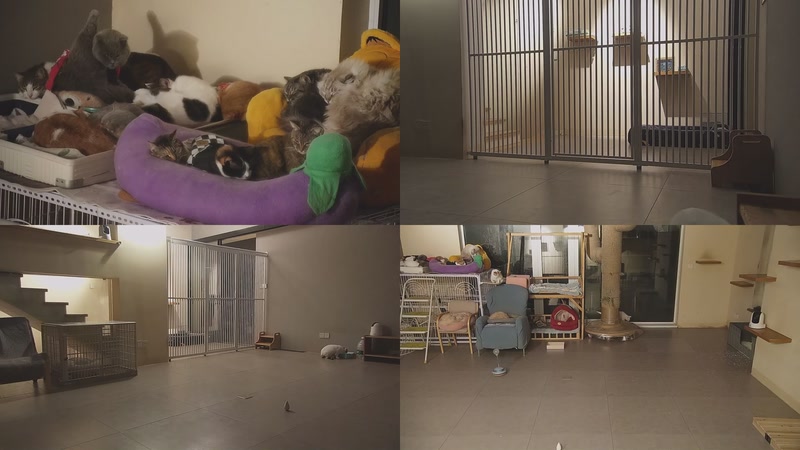 【2026-01-09 05点场】喵放送：喵放送☀️喵呜~