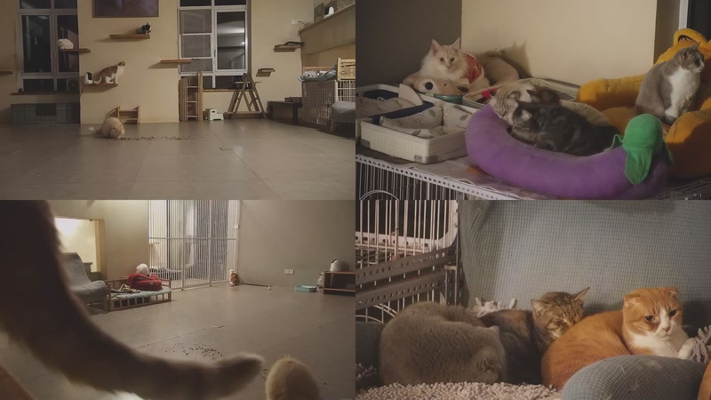 【2026-01-10 21点场】喵放送：喵放送☀️喵呜~