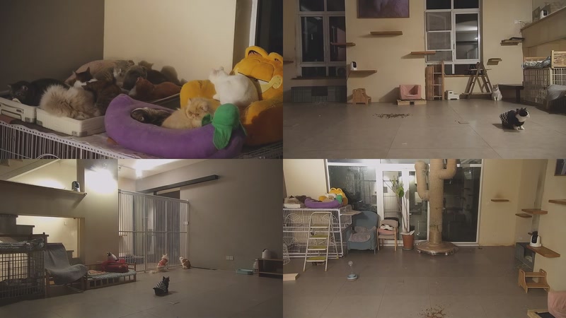 【2026-01-10 01点场】喵放送：喵放送☀️喵呜~