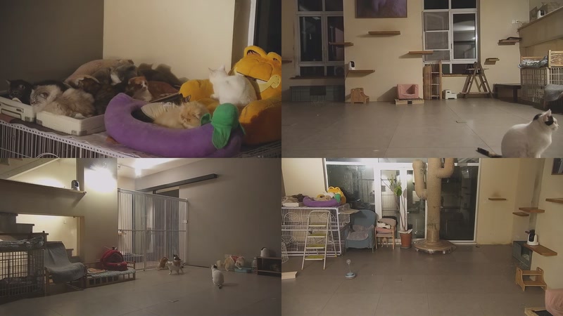 【2026-01-10 05点场】喵放送：喵放送☀️喵呜~