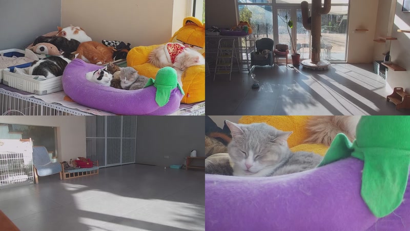 【2026-01-11 09点场】喵放送：喵放送☀️喵呜~