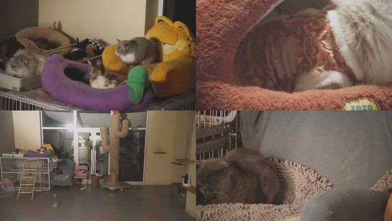 【2026-01-11 19点场】喵放送：喵放送☀️喵呜~