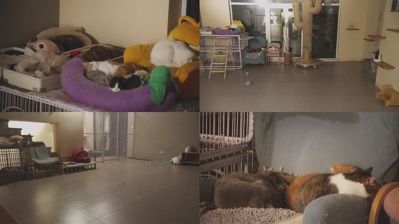 【2026-01-11 01点场】喵放送：喵放送☀️喵呜~