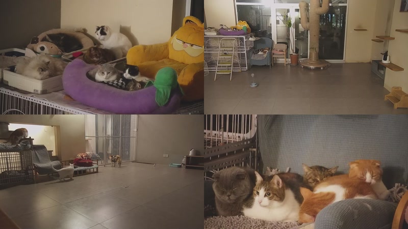 【2026-01-10 23点场】喵放送：喵放送☀️喵呜~