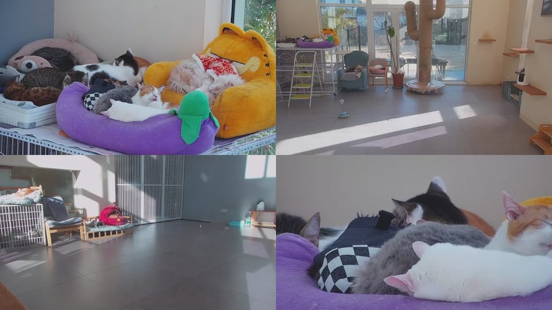 【2026-01-11 15点场】喵放送：喵放送☀️喵呜~