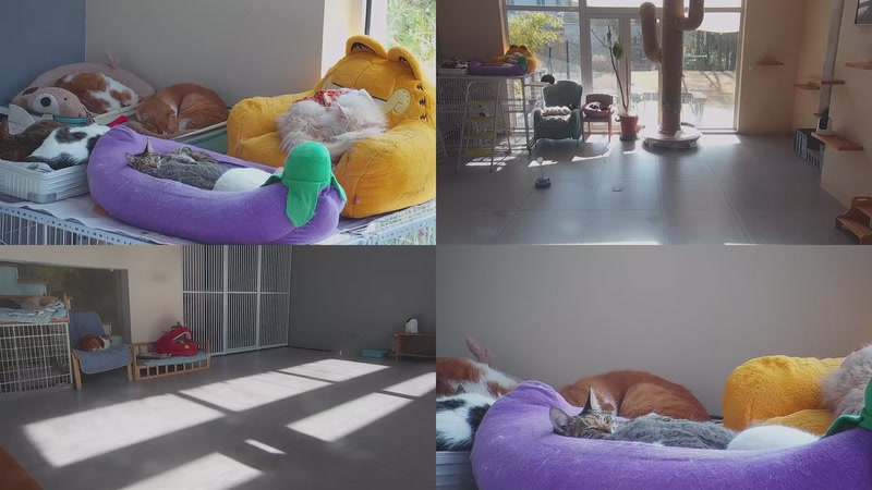 【2026-01-11 11点场】喵放送：喵放送☀️喵呜~