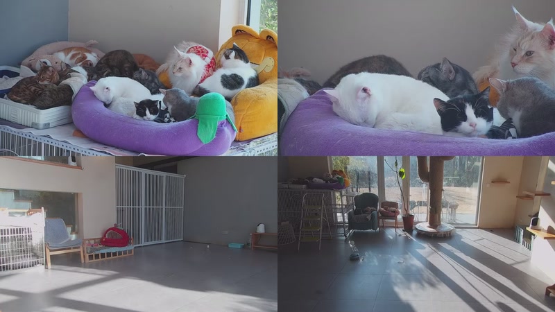 【2026-01-12 09点场】喵放送：喵放送☀️喵呜~