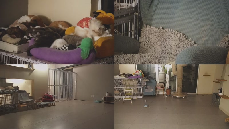 【2026-01-12 05点场】喵放送：喵放送☀️喵呜~