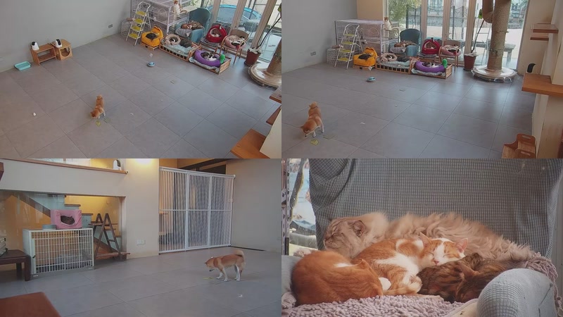 【2026-01-13 17点场】喵放送：喵放送☀️喵呜~