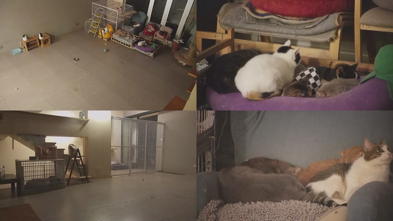 【2026-01-14 01点场】喵放送：喵放送☀️喵呜~