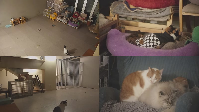 【2026-01-14 05点场】喵放送：喵放送☀️喵呜~