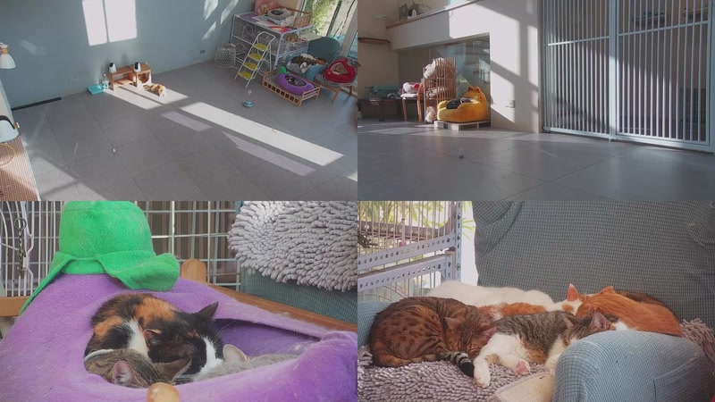 【2026-01-14 15点场】喵放送：喵放送☀️喵呜~