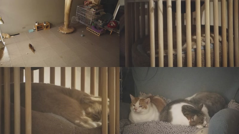 【2026-01-15 19点场】喵放送：喵放送☀️喵呜~