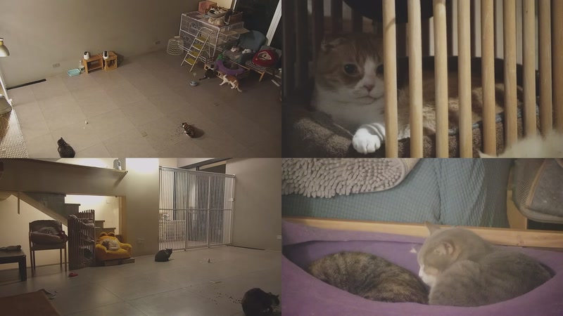 【2026-01-15 03点场】喵放送：喵放送☀️喵呜~