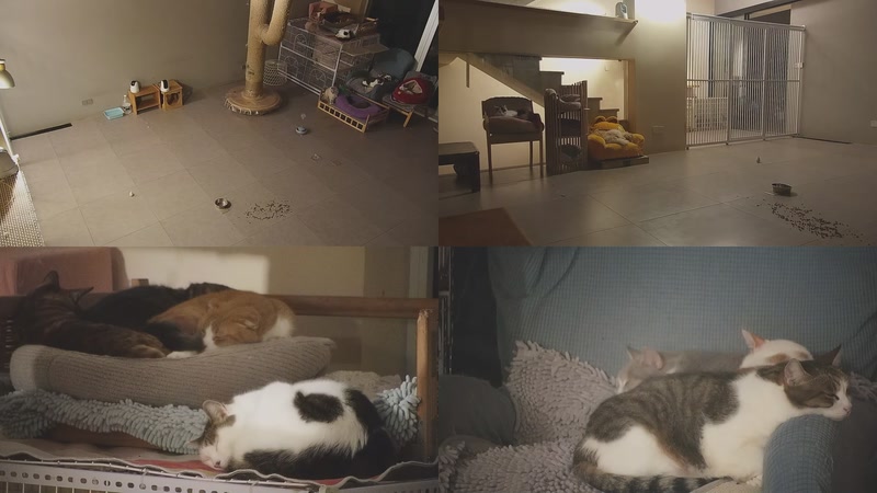 【2026-01-16 01点场】喵放送：喵放送☀️喵呜~