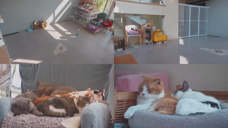 【2026-01-16 13点场】喵放送：喵放送☀️喵呜~