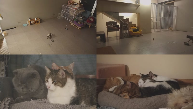 【2026-01-16 19点场】喵放送：喵放送☀️喵呜~