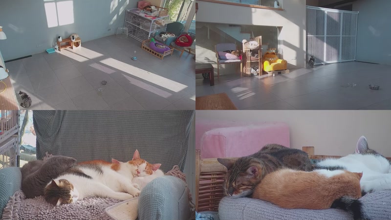 【2026-01-16 15点场】喵放送：喵放送☀️喵呜~