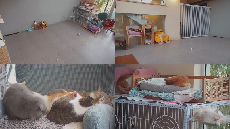 【2026-01-17 09点场】喵放送：喵放送☀️喵呜~