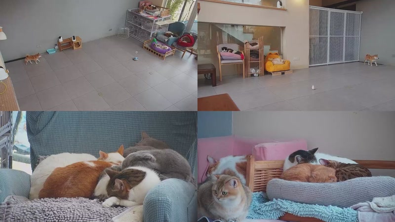 【2026-01-17 15点场】喵放送：喵放送☀️喵呜~