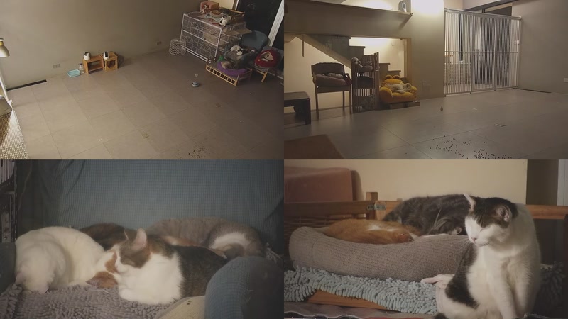 【2026-01-17 01点场】喵放送：喵放送☀️喵呜~