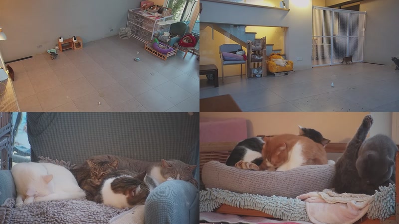 【2026-01-17 07点场】喵放送：喵放送☀️喵呜~