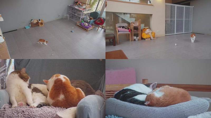 【2026-01-17 11点场】喵放送：喵放送☀️喵呜~