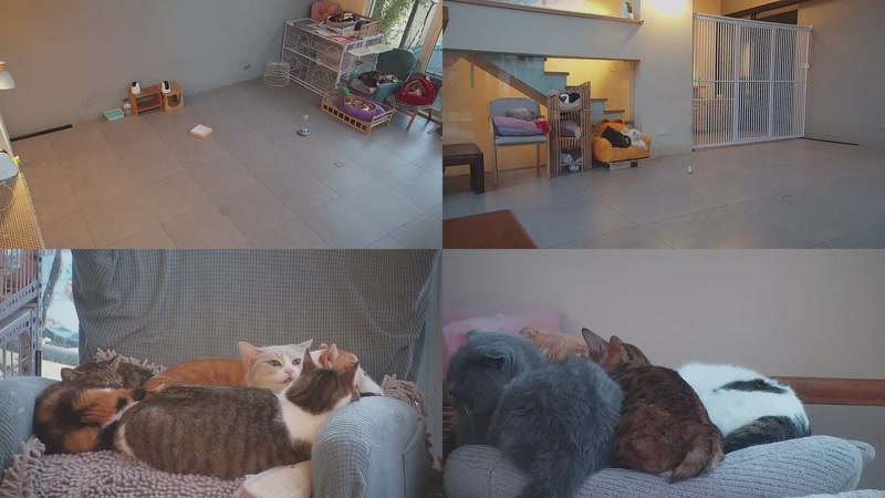 【2026-01-18 17点场】喵放送：喵放送☀️喵呜~