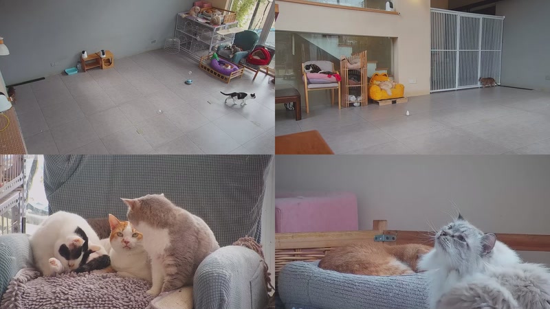 【2026-01-18 11点场】喵放送：喵放送☀️喵呜~