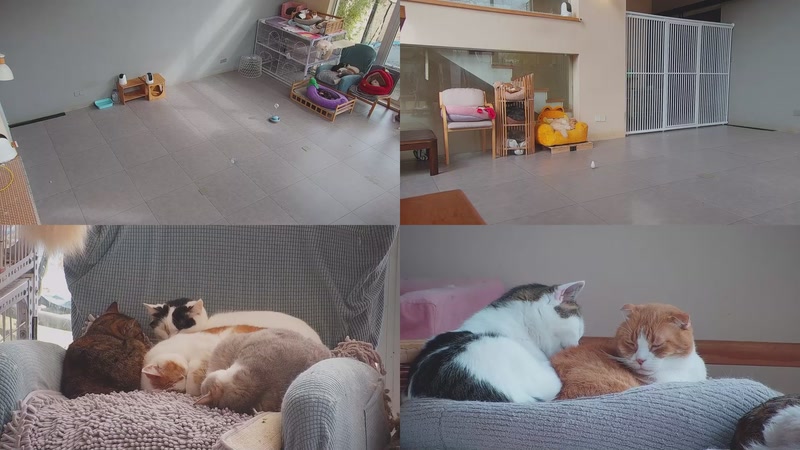 【2026-01-18 13点场】喵放送：喵放送☀️喵呜~