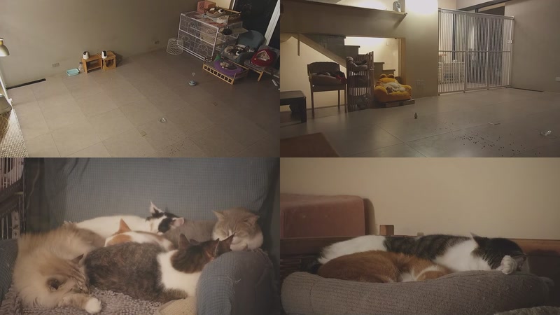 【2026-01-18 05点场】喵放送：喵放送☀️喵呜~