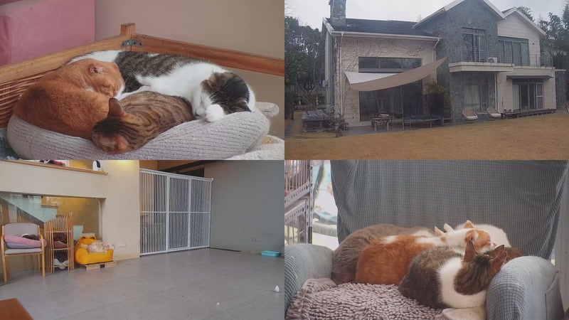 【2026-01-20 09点场】喵放送：喵放送☀️喵呜~