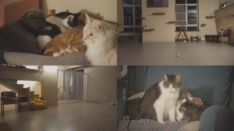 【2026-01-20 01点场】喵放送：喵放送☀️喵呜~