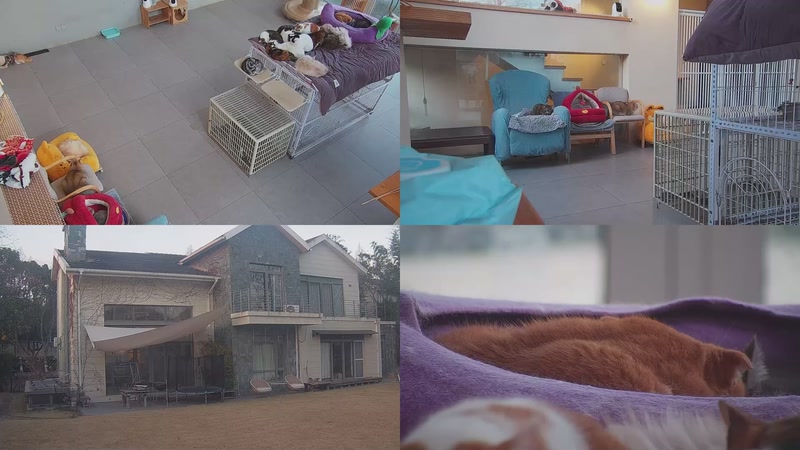 【2026-01-21 17点场】喵放送：喵放送☀️喵呜~