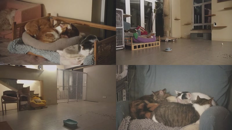 【2026-01-21 07点场】喵放送：喵放送☀️喵呜~