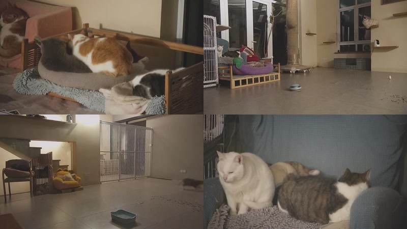 【2026-01-21 01点场】喵放送：喵放送☀️喵呜~