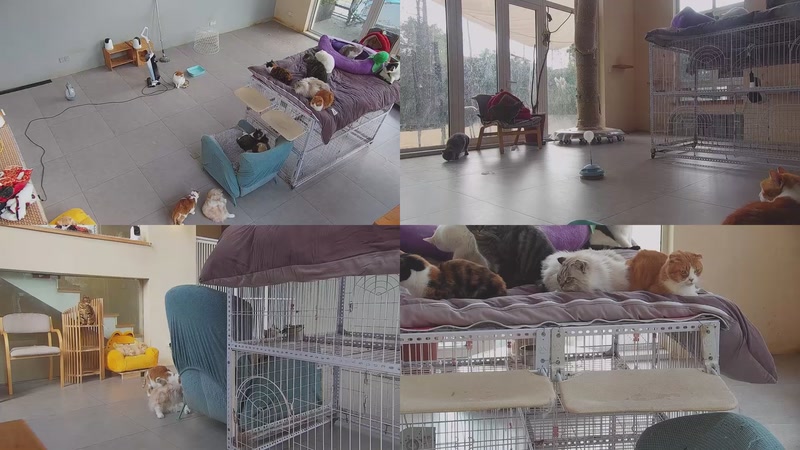 【2026-01-21 13点场】喵放送：喵放送☀️喵呜~