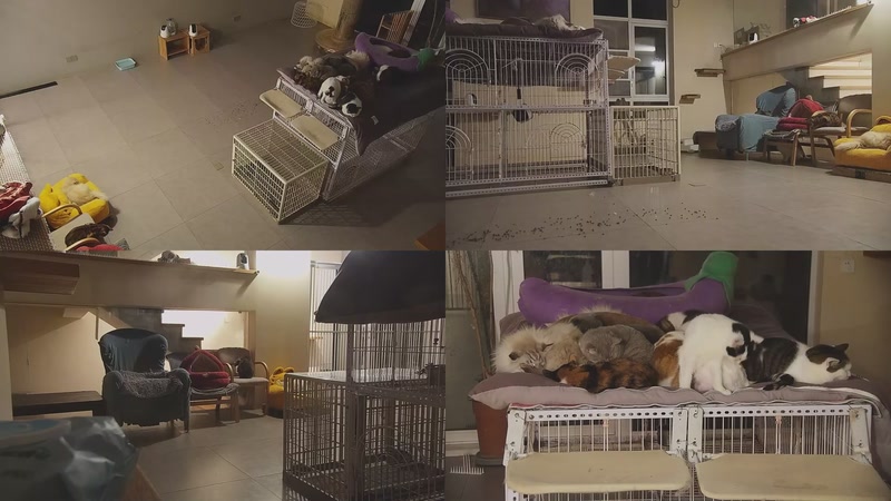 【2026-01-22 05点场】喵放送：喵放送☀️喵呜~