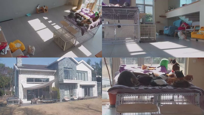 【2026-01-22 11点场】喵放送：喵放送☀️喵呜~