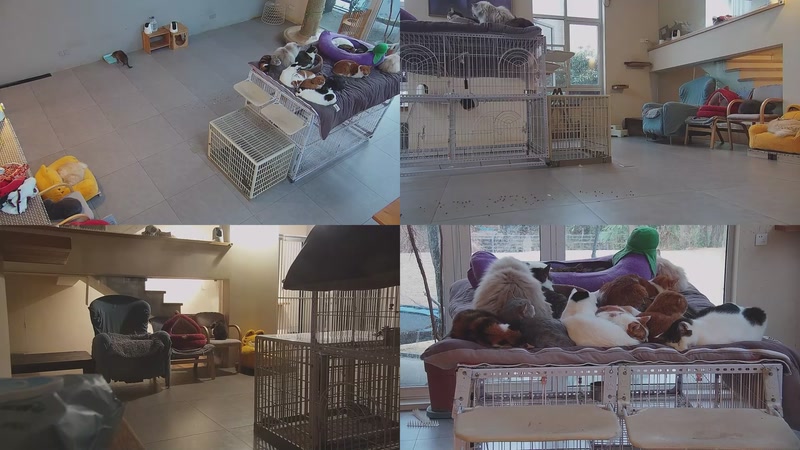 【2026-01-22 07点场】喵放送：喵放送☀️喵呜~